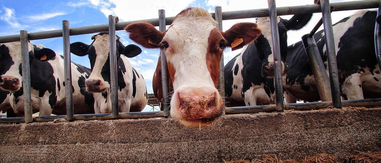 Varias vacas en una granja del Archipiélago.