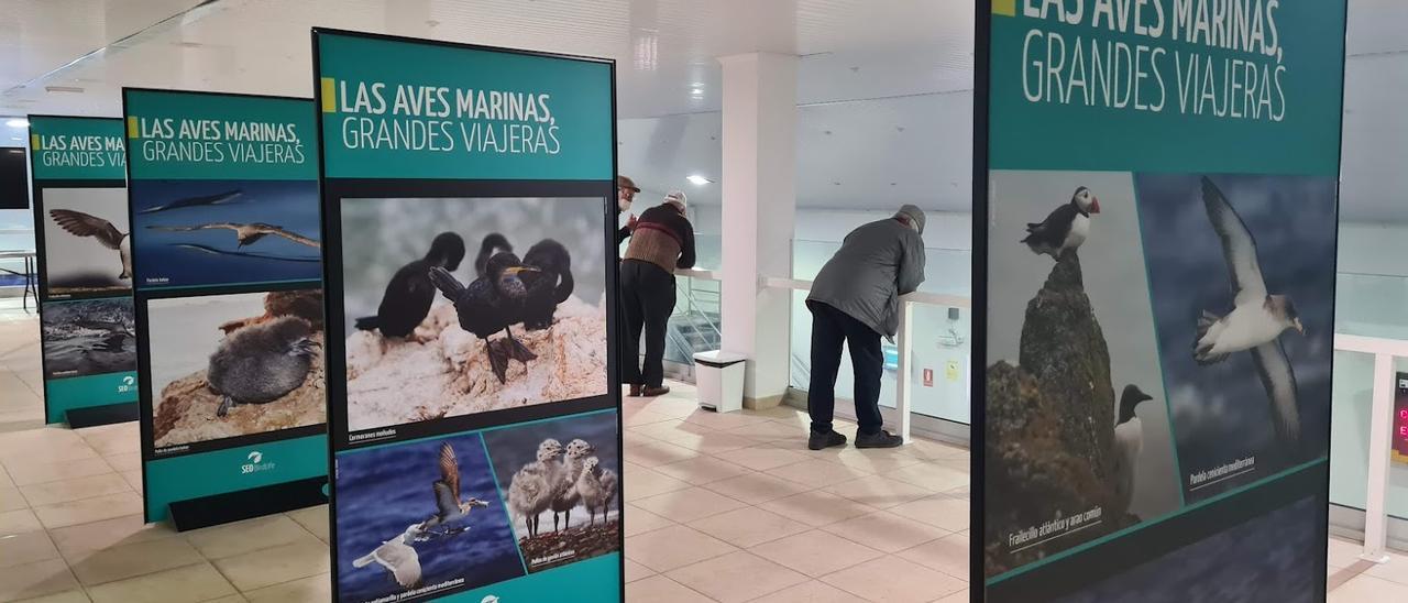 Paneles de la exposición que puede verse en la lonja meca.