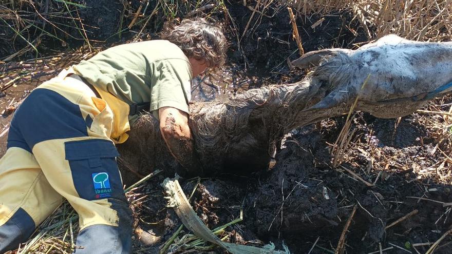 Un operario de Ibanat coloca las eslingas al caballo atrapado en s&#039;Albufera para izarlo con la grúa.