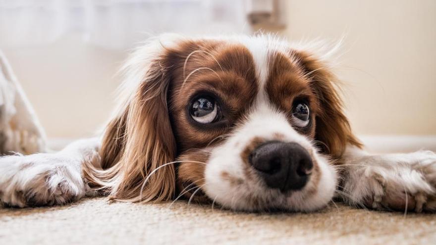 Así debes registrar a tu perro: plazos y requisitos en Galicia