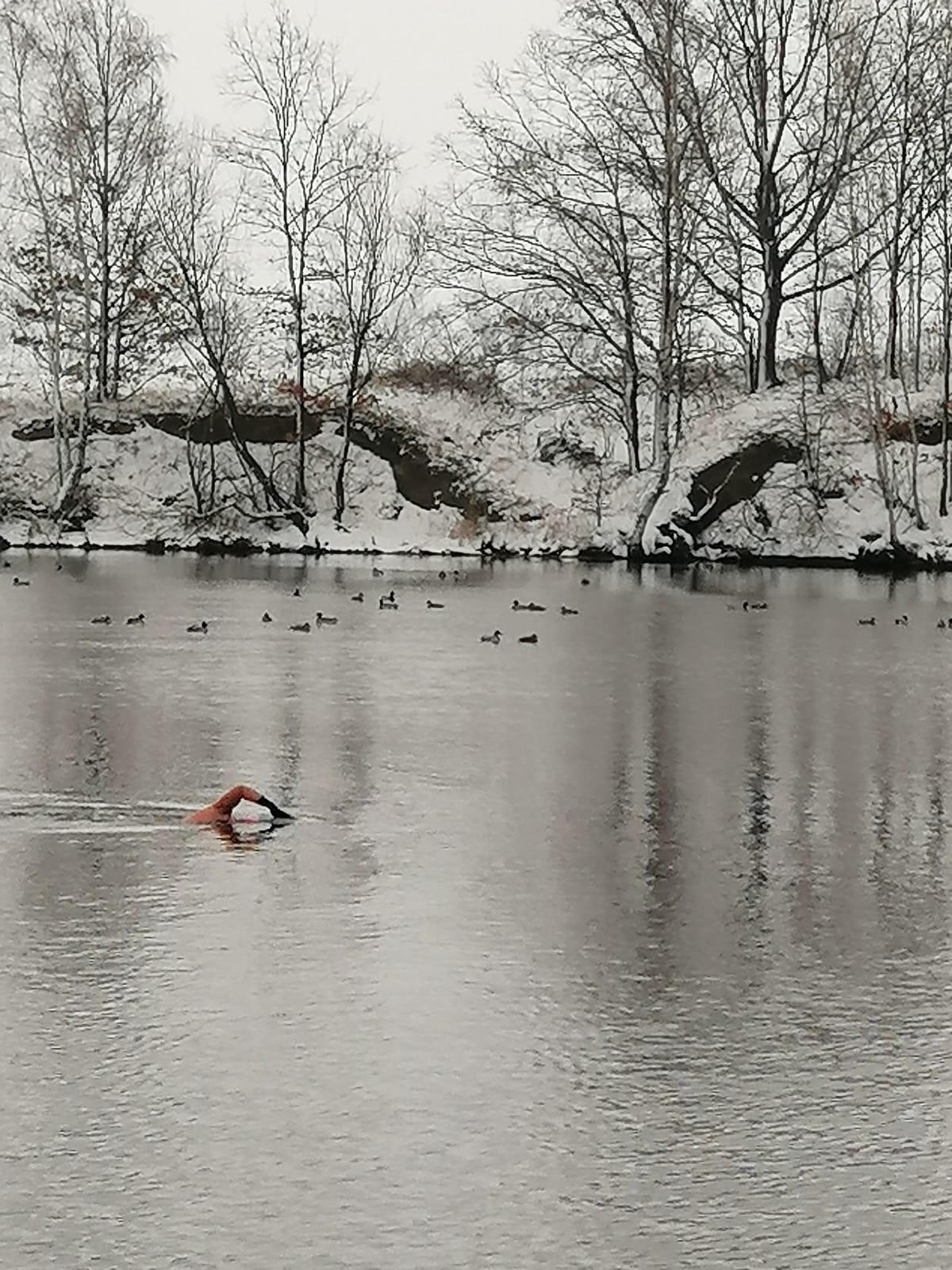 Mou, nadando nun lago preto de Breslavia.