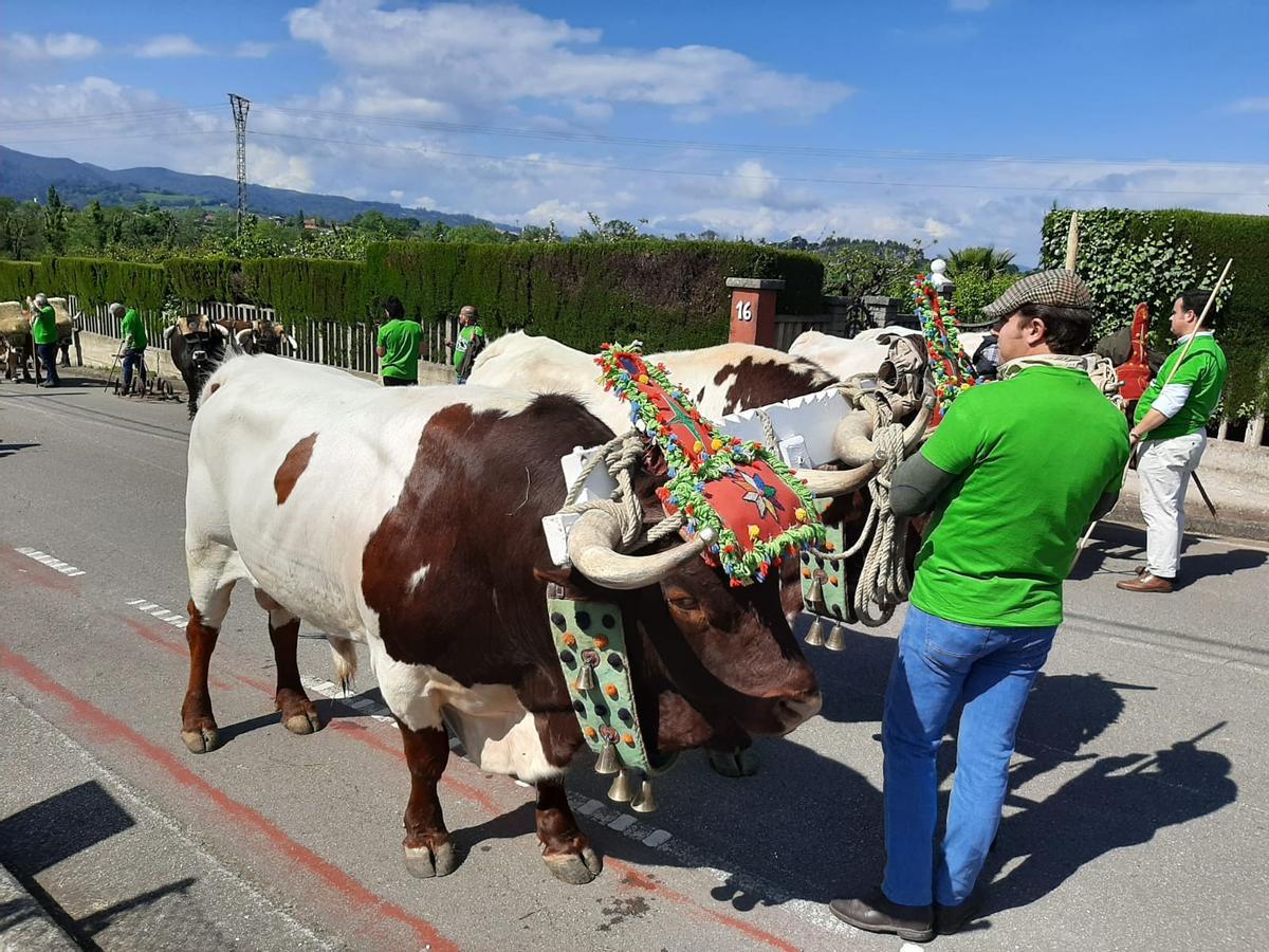 Una pareja de toros sevillanos