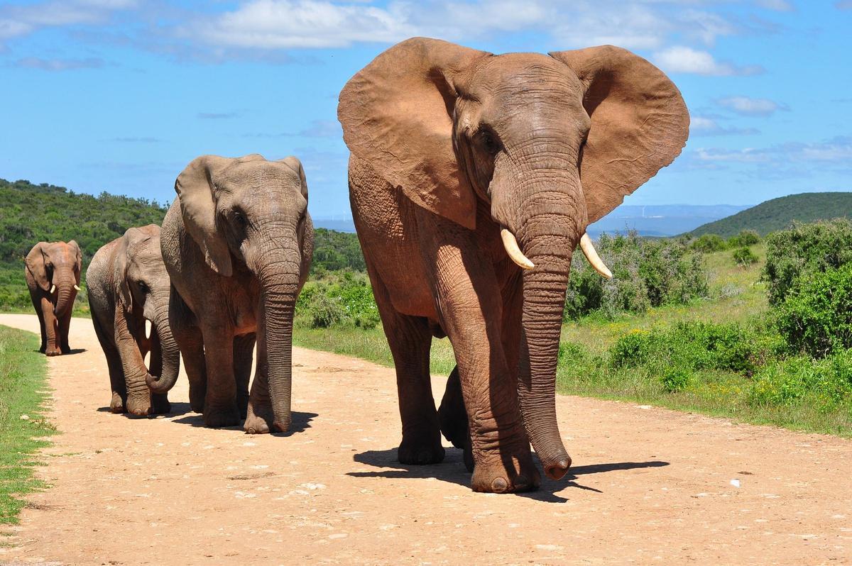 El elefante africano se enfrenta a un fuerte declive