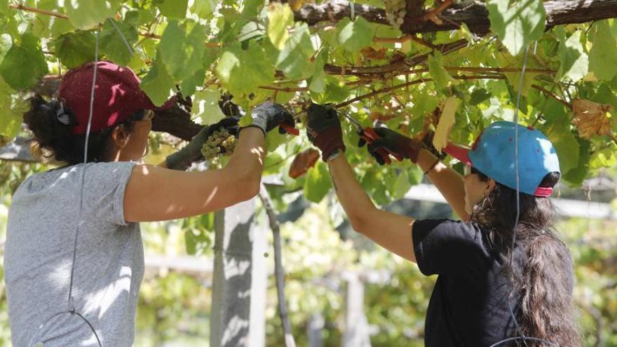 Dos jóvenes en plena vendimia para la DO Rías Baixas, 
en Meis, ayer.   | //  PABLO HERNÁNDEZ