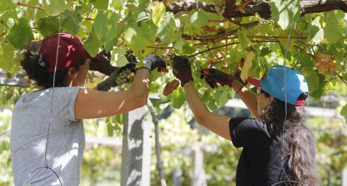 Dos jóvenes en plena vendimia para la DO Rías Baixas, en Meis, ayer.   | //  PABLO HERNÁNDEZ