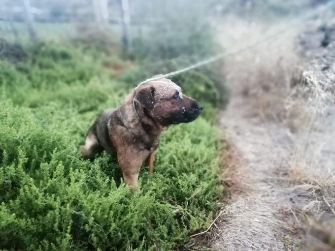 Abandono de un cachorro en el barranco de Gran Canaria