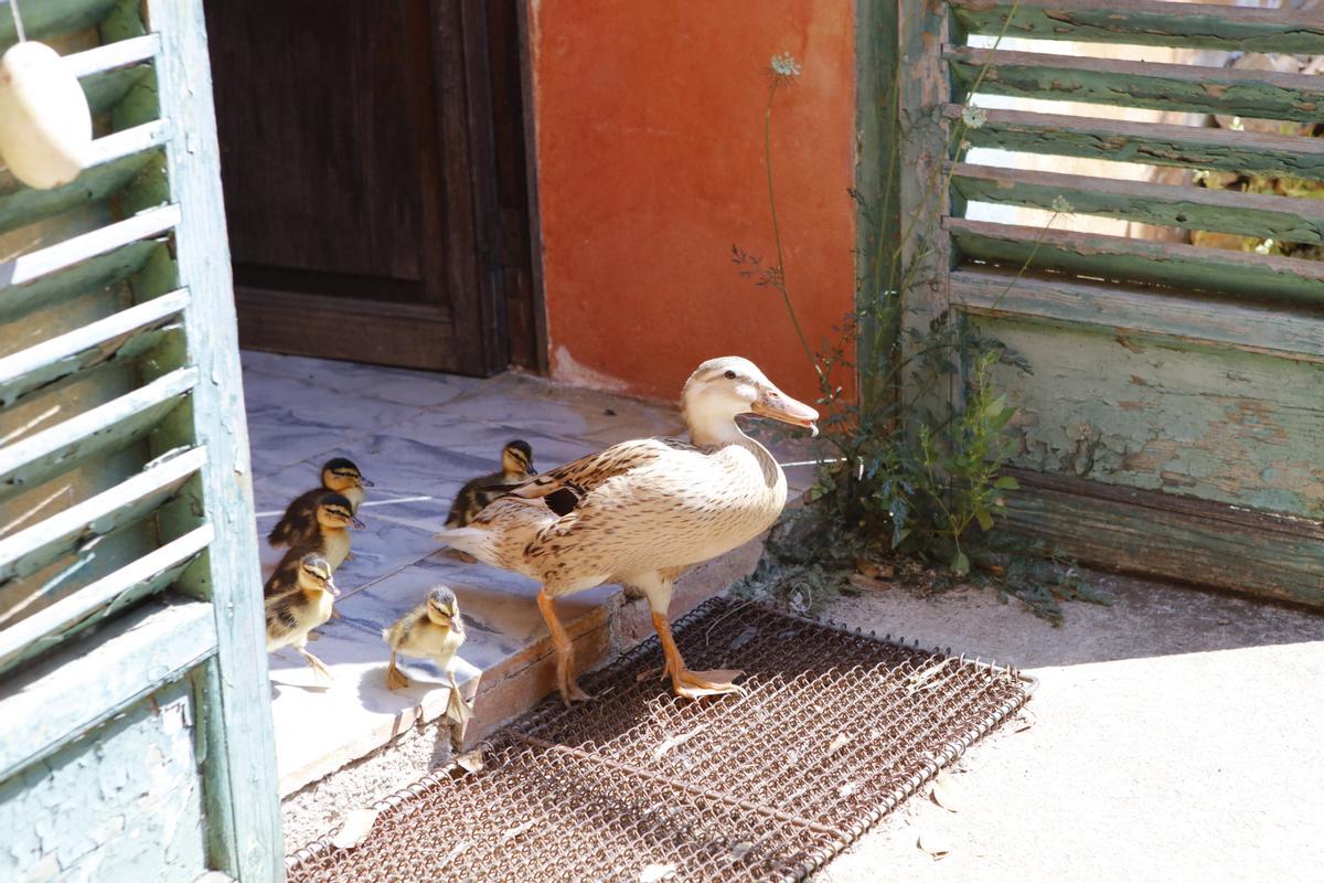 Die handzahme Ente gehört  quasi zur Familie.