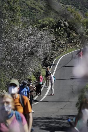 Ruta del Almendro en Flor en Santiago del Teide