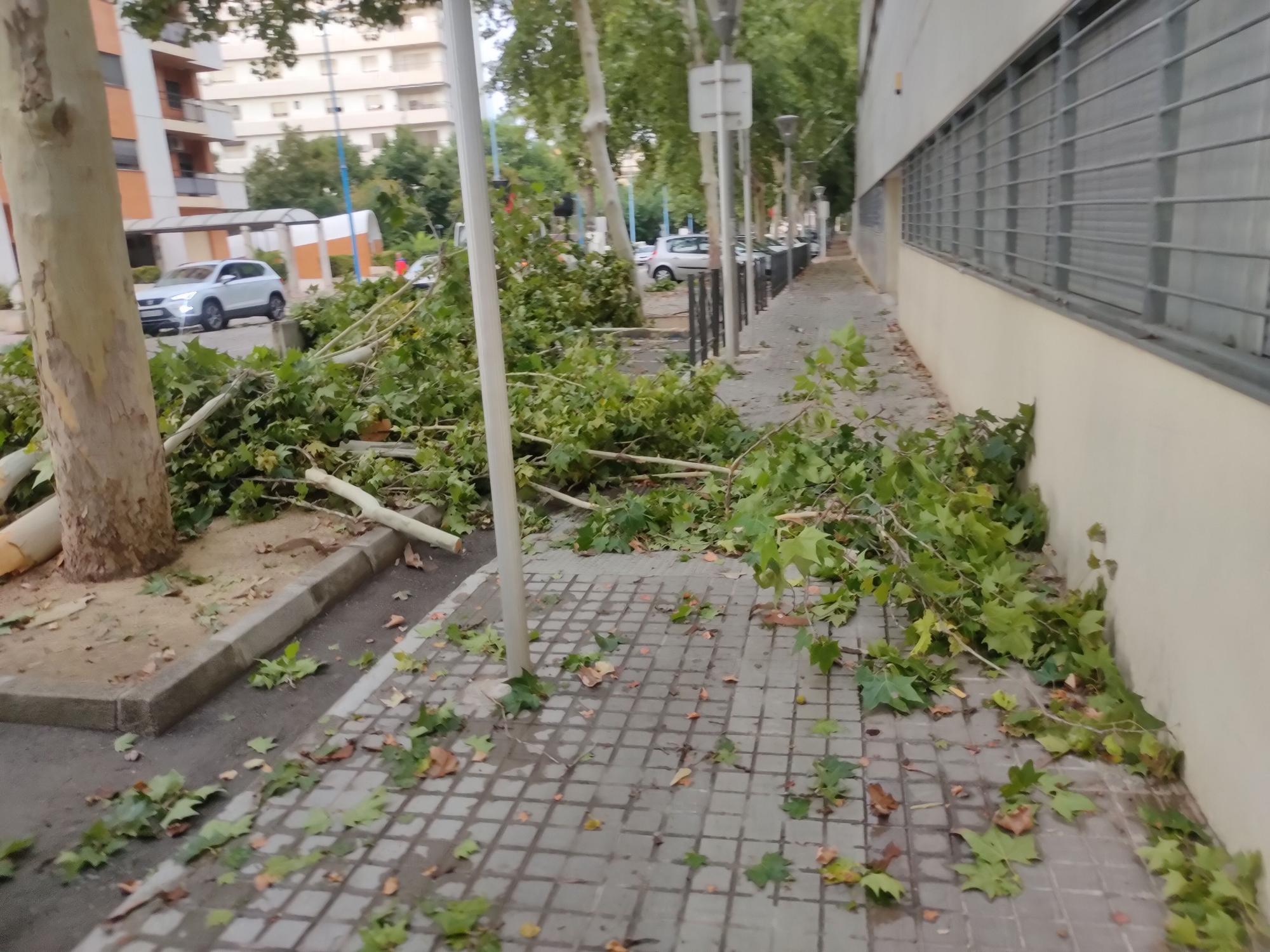 Ramas caídas y árboles arrancados en Xàtiva tras la tormenta del fin de semana