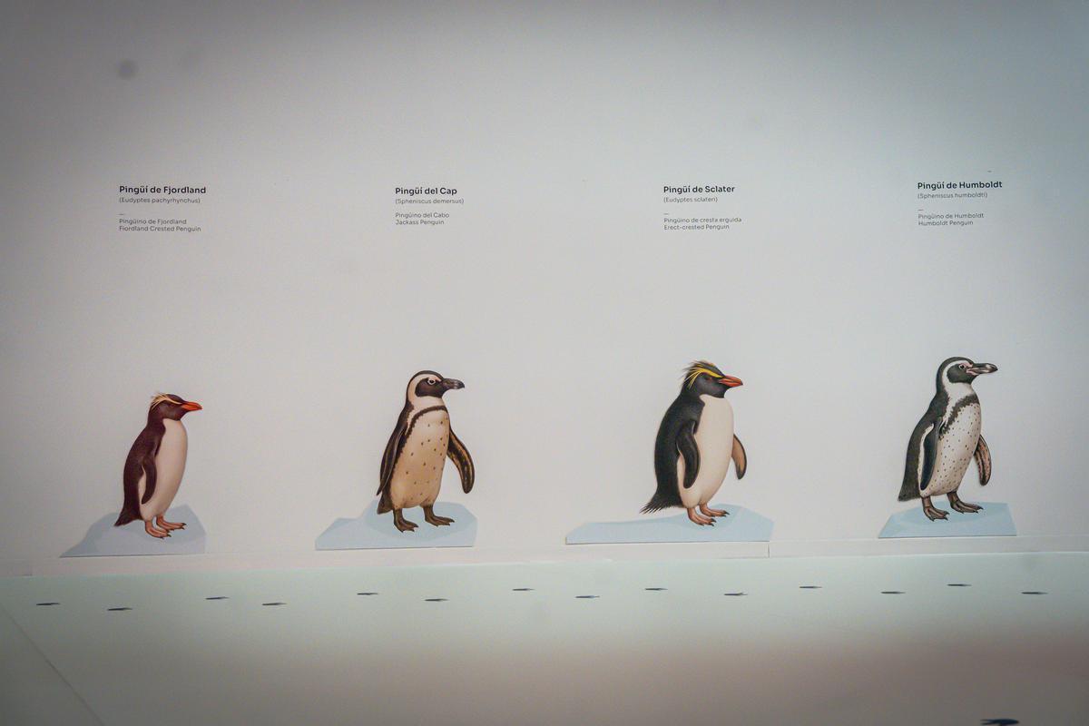Llega Antarctica Experience,  exposición inmersiva en la Cúpula Arenas