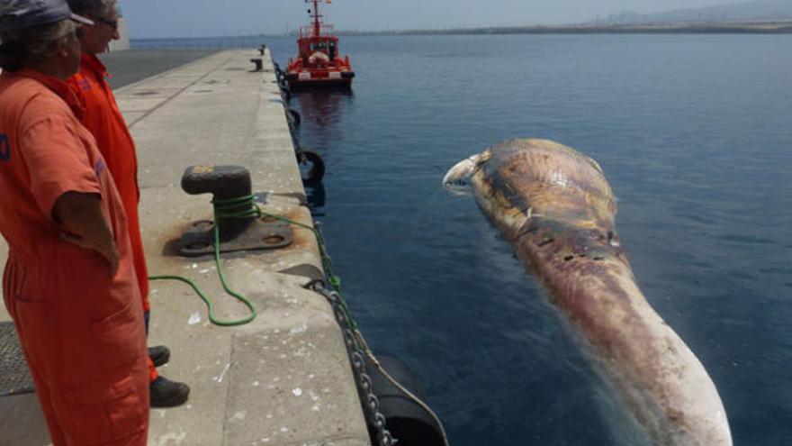 Una grúa retira hoy la ballena del puerto de Arinaga