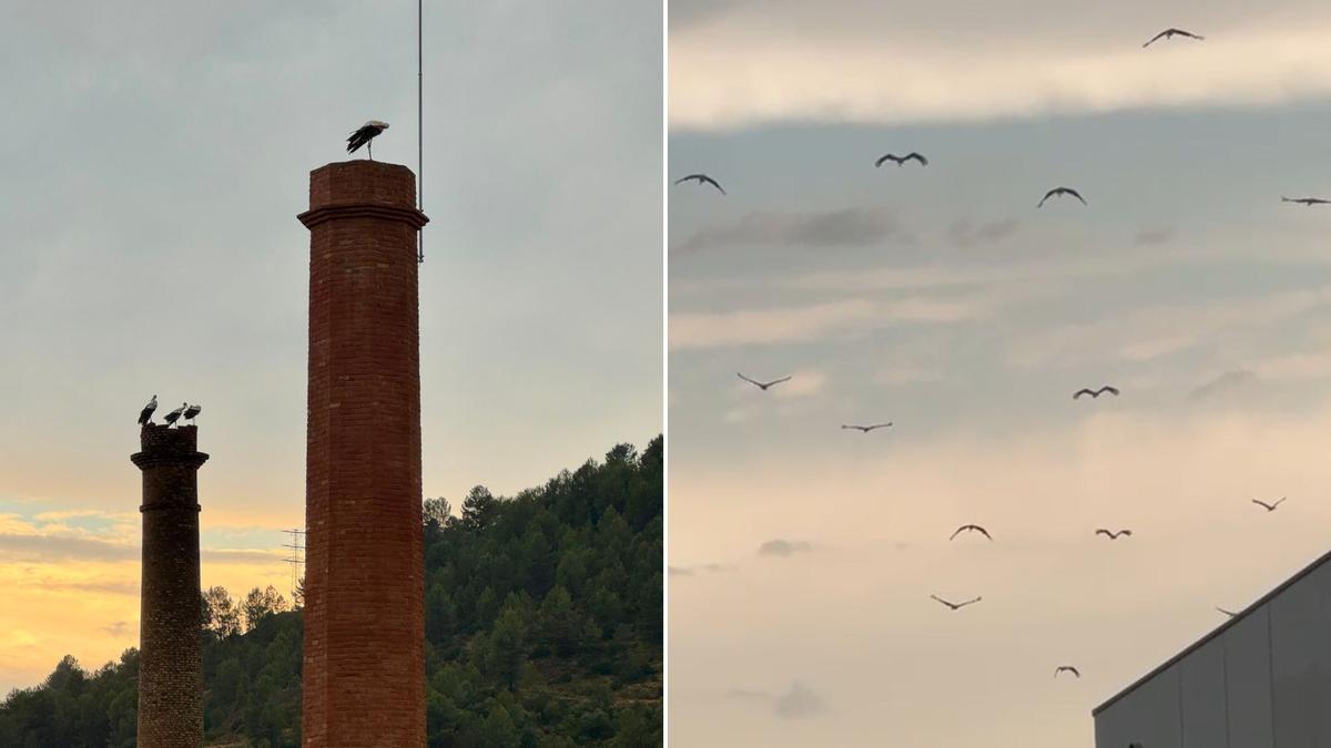 Les cigonyes que han sobrevolat i fet parada a Sallent