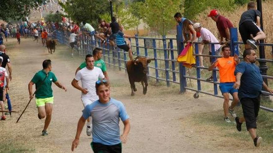 Un grupo de jóvenes corre ante los toros.