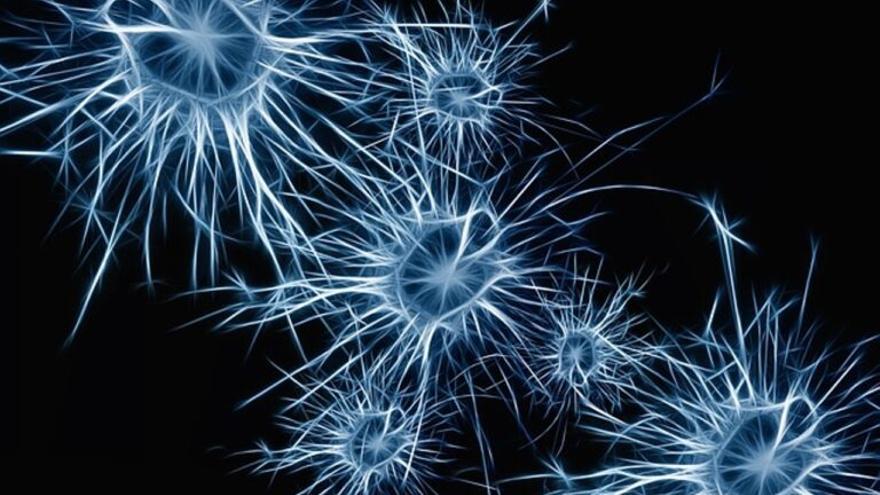 Las neuronas adaptan su metabolismo para seguir viviendo