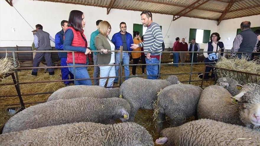 Adjudicación de ganado del Cuartillo