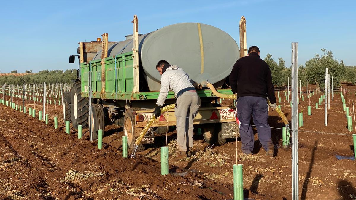 Dos trabajadores riegan la nueva viña de Alfonso Martínez en Almendralejo con la ayuda de una cisterna, esta semana.