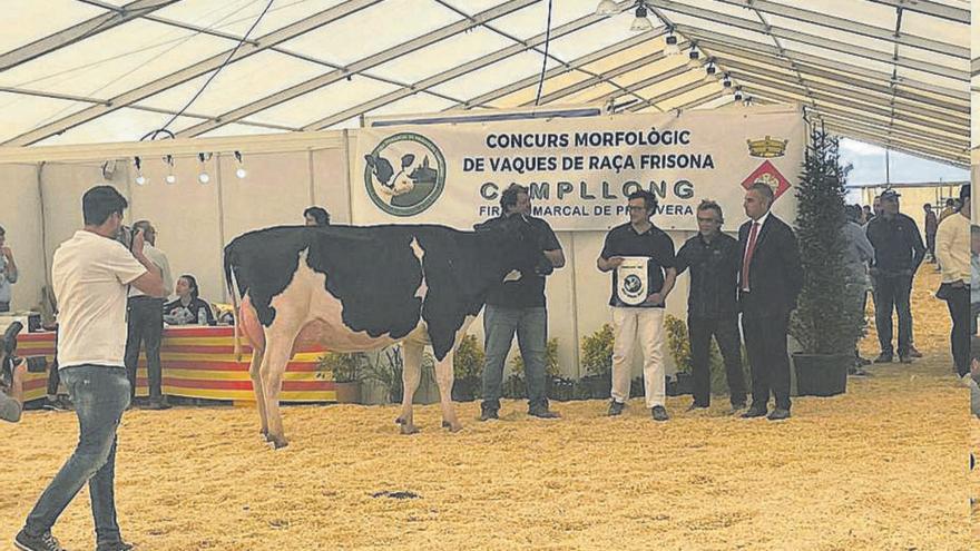 Els ramaders cerdans al concurs de raça frisona | ARXIU PARTICULAR