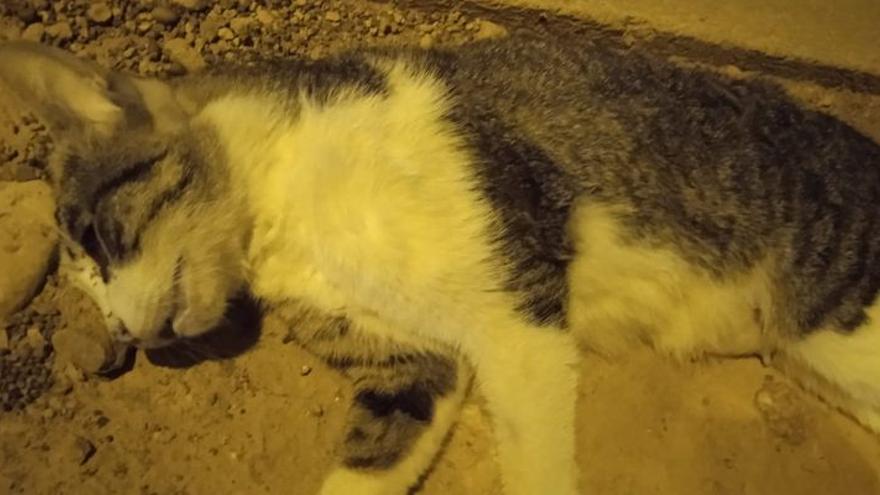 Denuncian atropellos intencionados de gatos en Castelló
