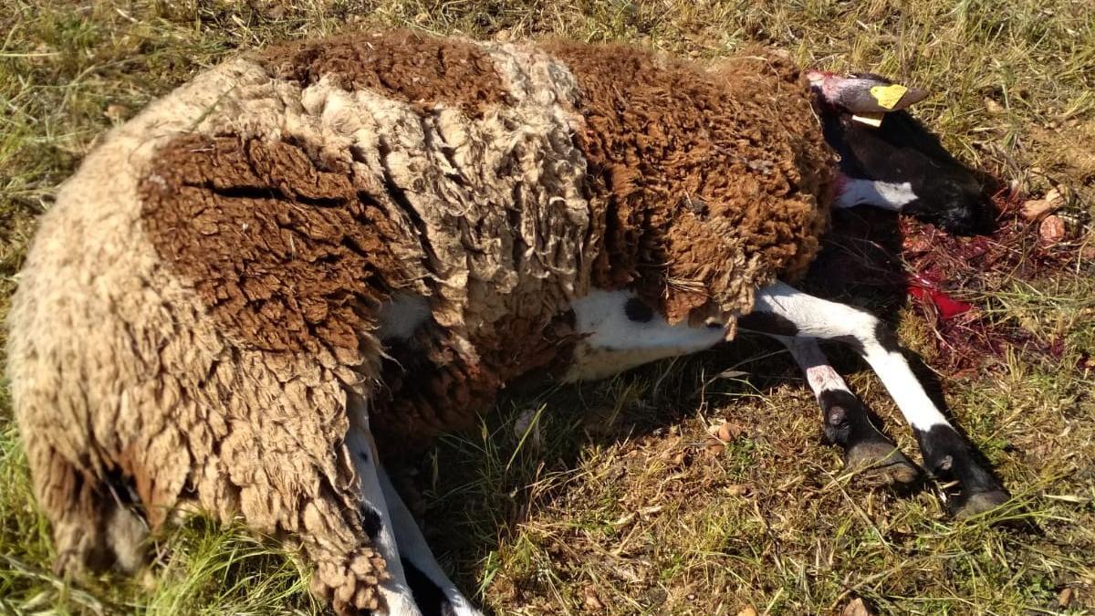 Una oveja muerta por un nuevo ataque de lobo en El Cubo.