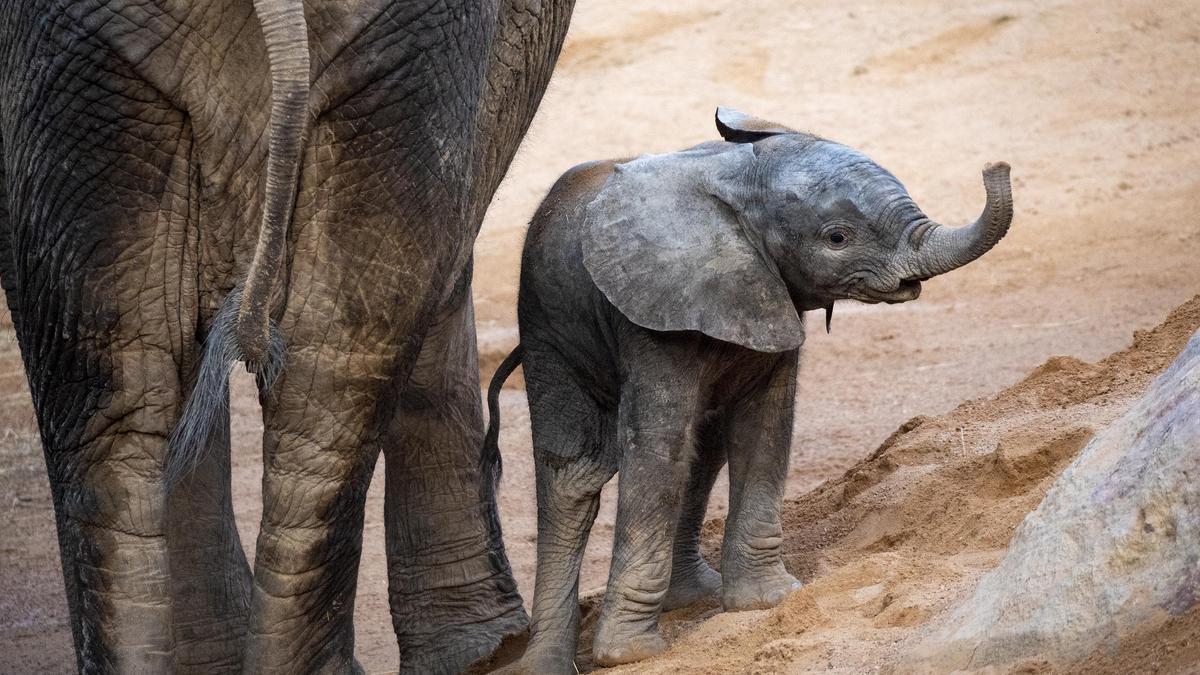 Makena, la elefanta de Bioparc Valencia ha cumplido un mes de vida.