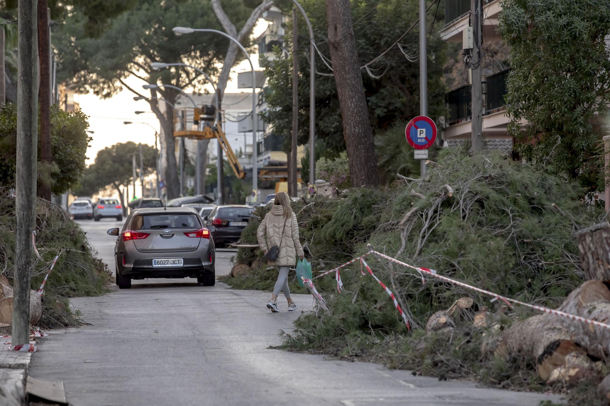 Los vecinos lamentan el "exterminio masivo" de árboles en la calle Pins de Can Pastilla