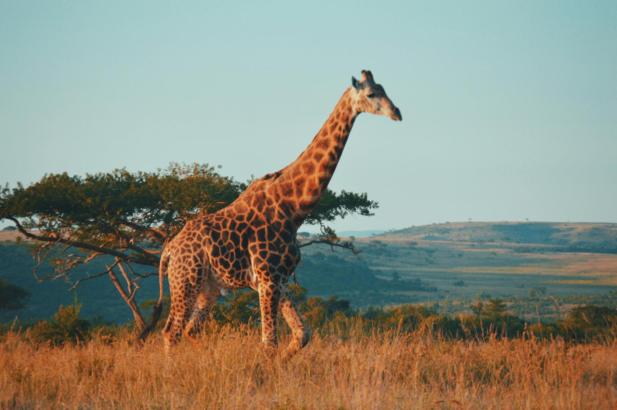 Safaris, memoria histórica y Atlántico: así es viajar al país más completo del continente africano