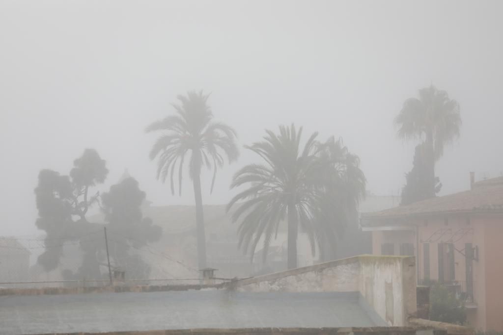 Palma amanece cubierta de niebla