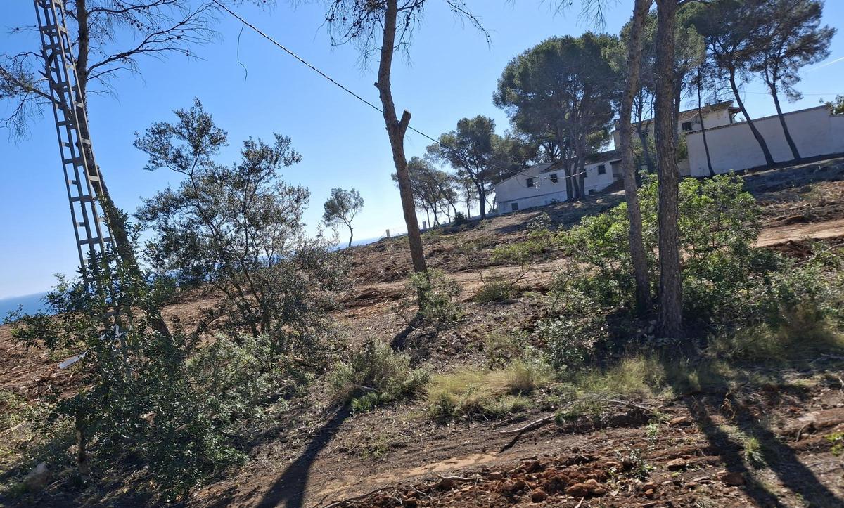 Los terrenos de la tala y donde se pretende construir un hotel y villas de lujo