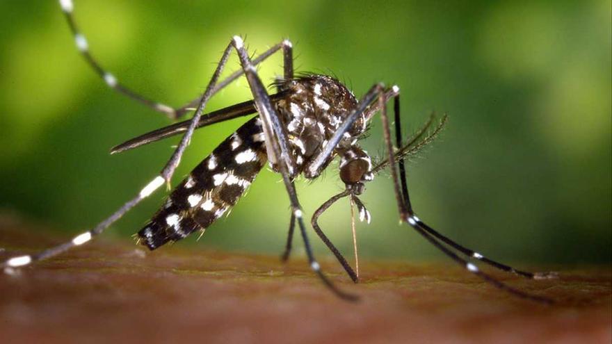 La crisi climàtica exposa Europa al mosquit de la malària
