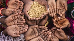 Així amenaça l’alimentació mundial la desaparició dels pol·linitzadors