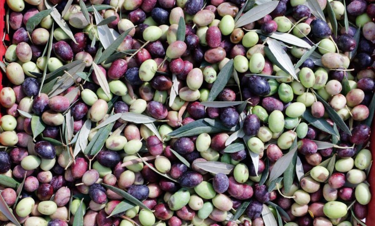 És temps de la collita d’olives. | J.A. RIERA