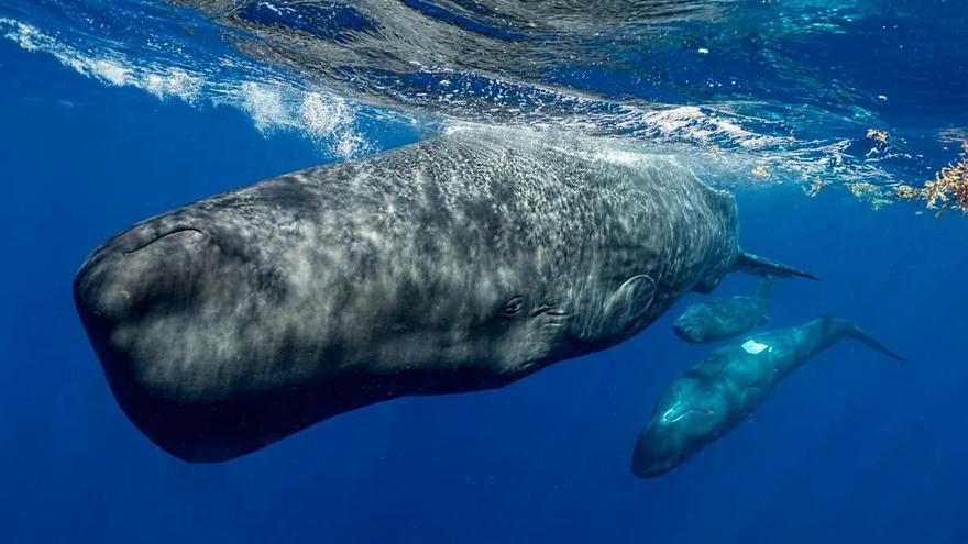 Un mallorquín consigue grabar una escena casi nunca vista: un cachalote y su cría devorando un calamar gigante en pleno océano