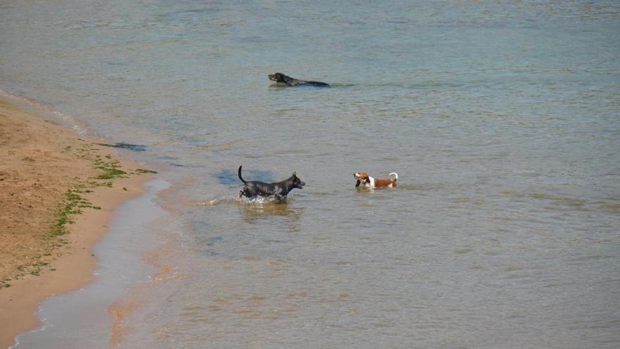 L&#039;Escala demana poder ampliar la platja per a gossos el proper estiu