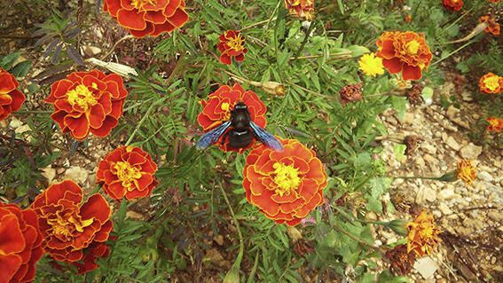 Bon temps. Temperatures altes per l’època que som i poca pluja fan que les plantes encara floreixin i els insectes busquin menjar.