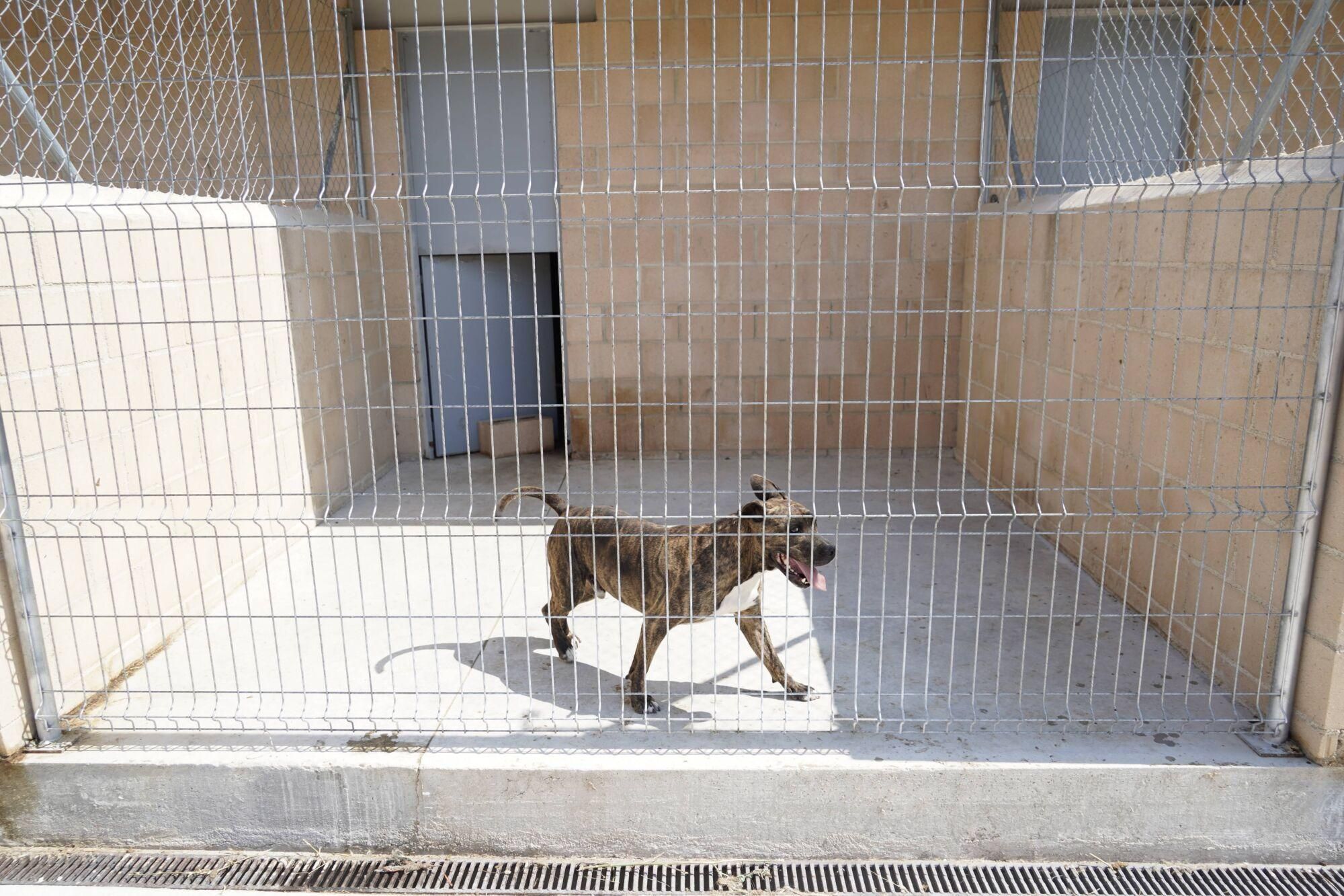 Visita a las instalaciones del nuevo Centro de Protección Animal