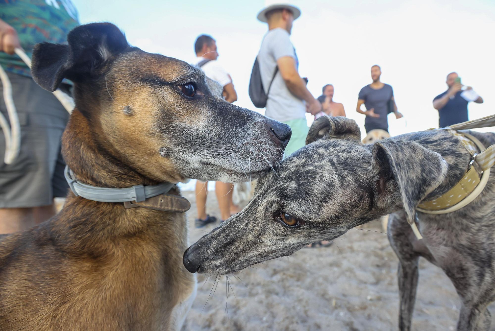 Protesta vecinal en contra del abandono del parque de perros de Aguamarga