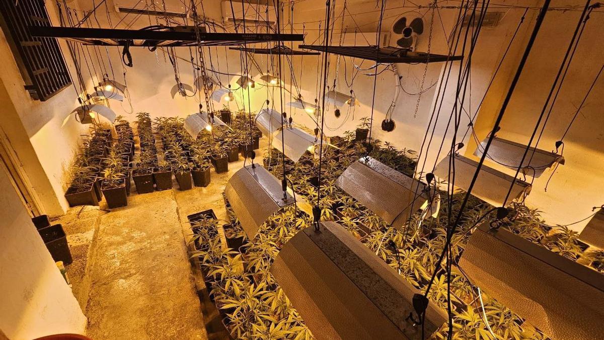 Plantación de marihuana 'indoor' desmantelada por los Mossos en Montferri (Tarragona)