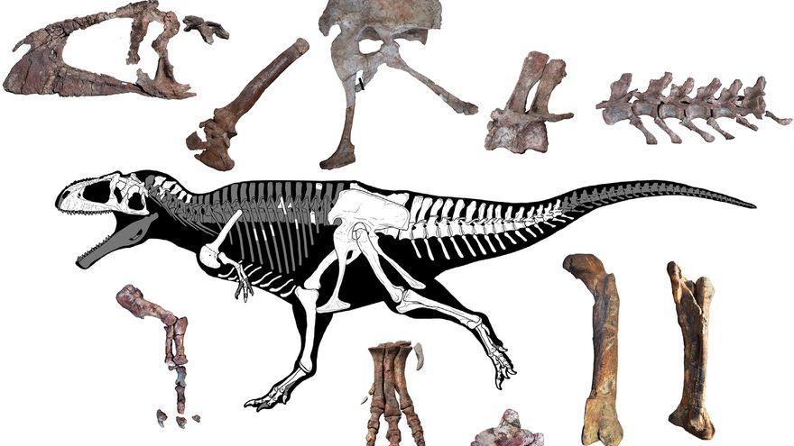 Reconstrucción del esqueleto del dinosaurio en el que se muestran, en color blanco, los restos identificados.