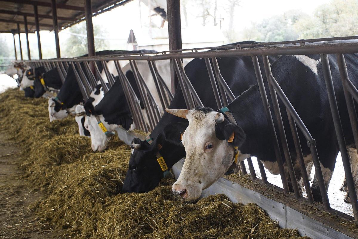 Les vaques de la granja La Selvatana.