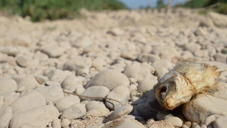 La falta de caudal del río Millars provoca la muerte de sus peces