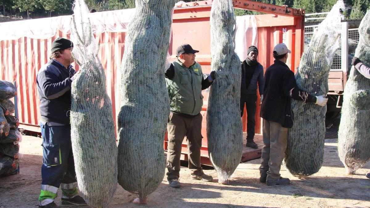 Treballadors de Can Jover Cultius carregant arbres de Nadal a un camió