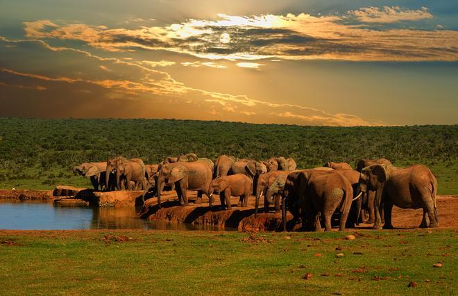 Descubre Addo, uno de los parques naturales menos conocidos de Sudáfrica