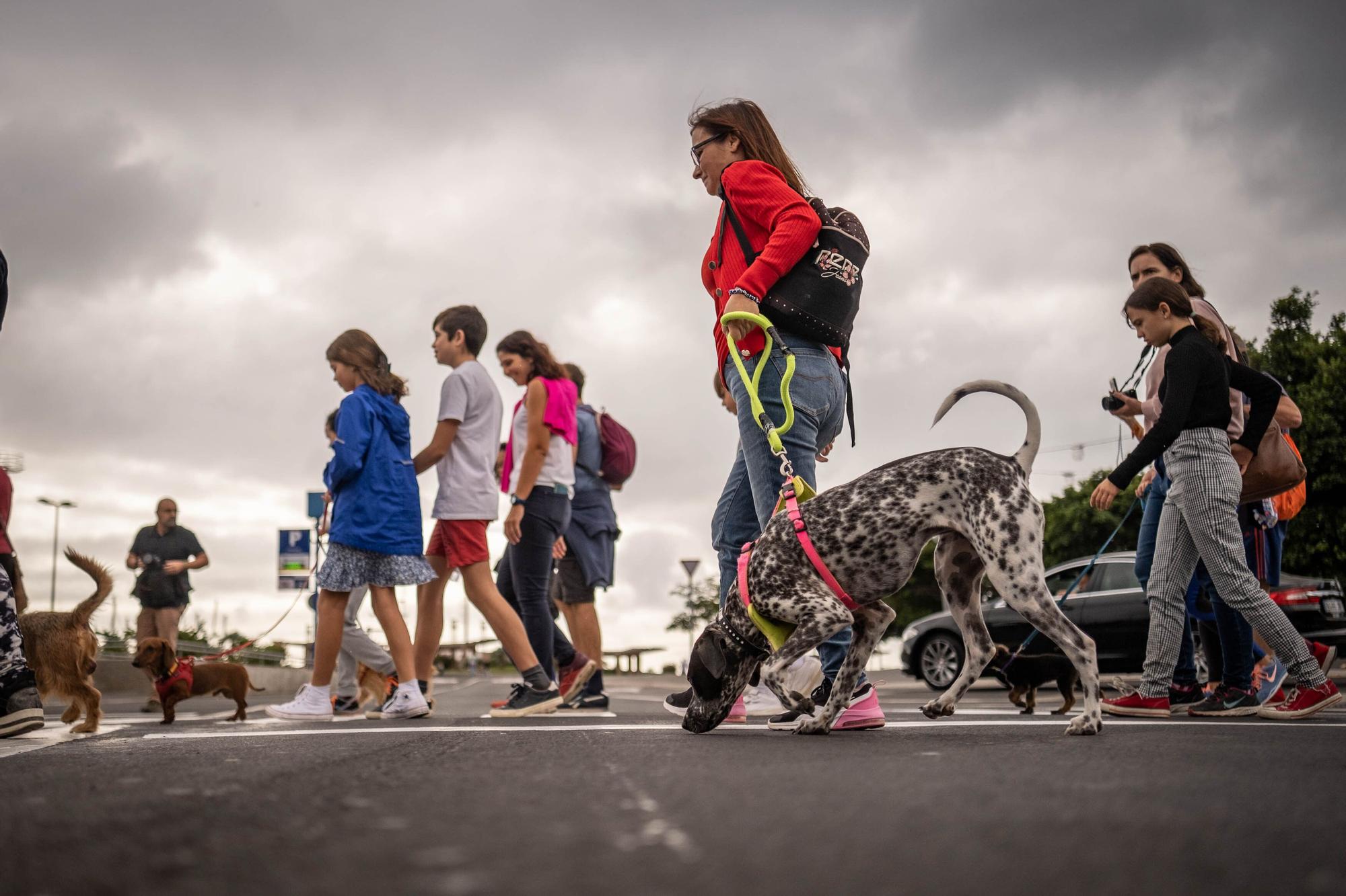 Día de las Mascotas en Santa Cruz de Tenerife