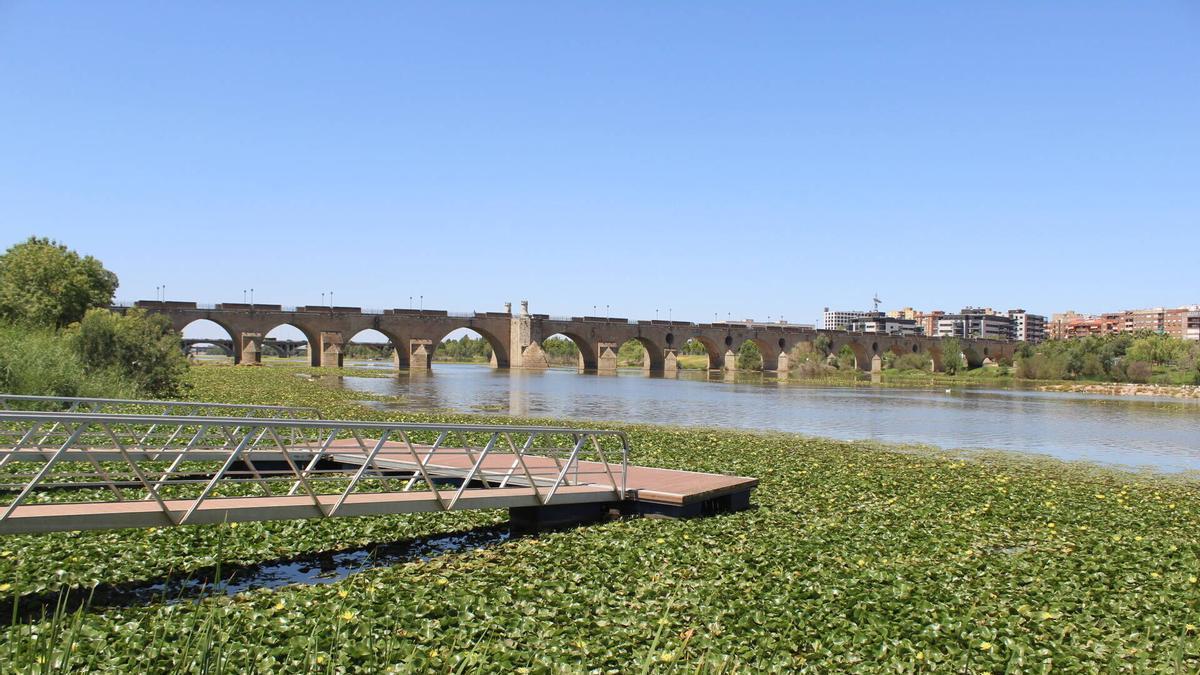 Presencia de nenúfar mexicano, ayer, en el río Guadiana.