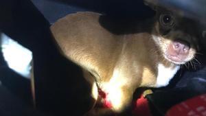 El perro hallado por los Mossos d’Esquadra dentro de un ciclomotor en El Vendrell.