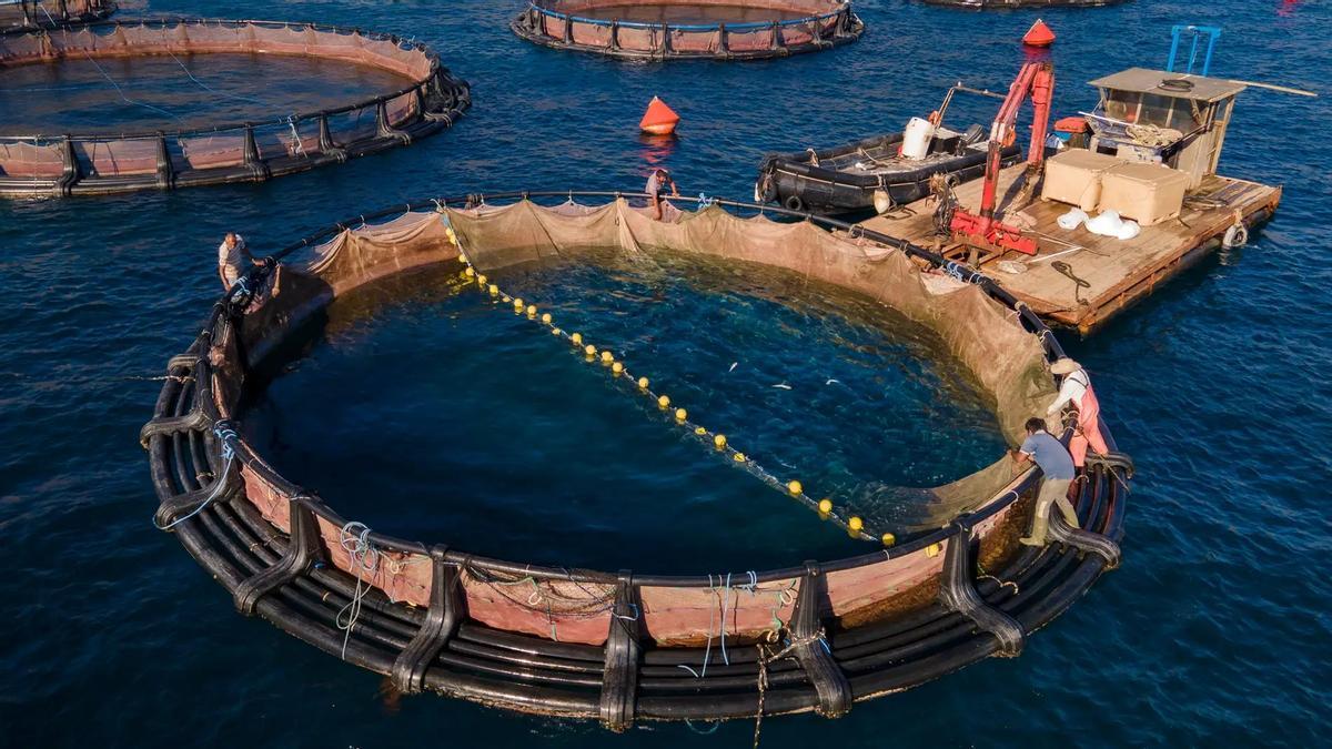 Imagen de una piscifactoría