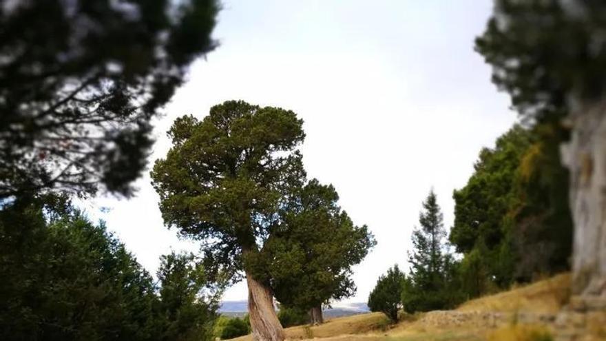 El bosque se convierte en auditorio en la ruta 'Sabinas sonoras', un paseo con música en directo en la Puebla de San Miguel