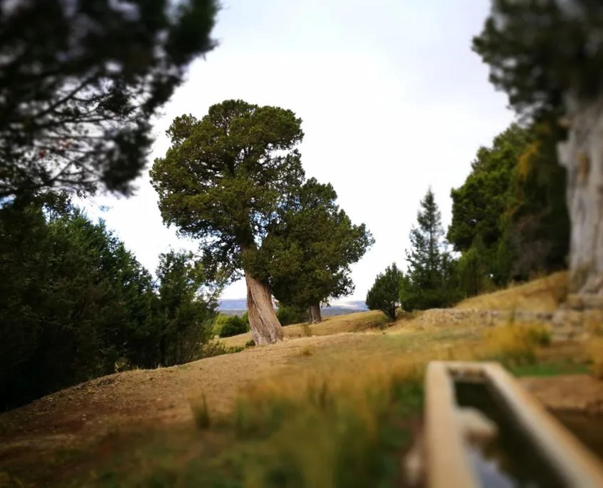 El Sabinar de las Blancas, en la Puebla de San Miguel, donde se va a celebrar 'Sabinas sonoras', una ruta de montaña con música.