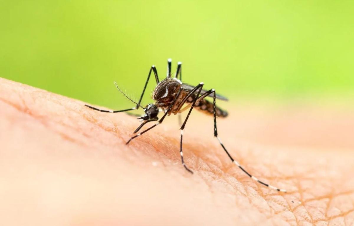 Los mosquitos son uno de los insectos más frecuentes