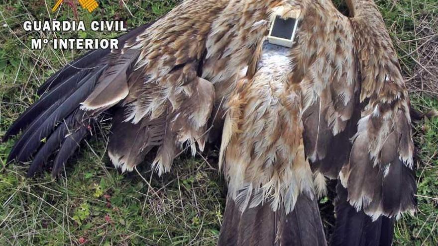El Seprona investiga la muerte de un águila imperial envenenada en Reina (Badajoz)